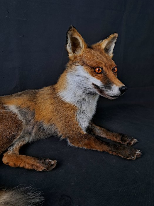 Uppstoppad Rödräv Mycket fint skick Liggande montage. Taxidermy Fox Vulpes Räv