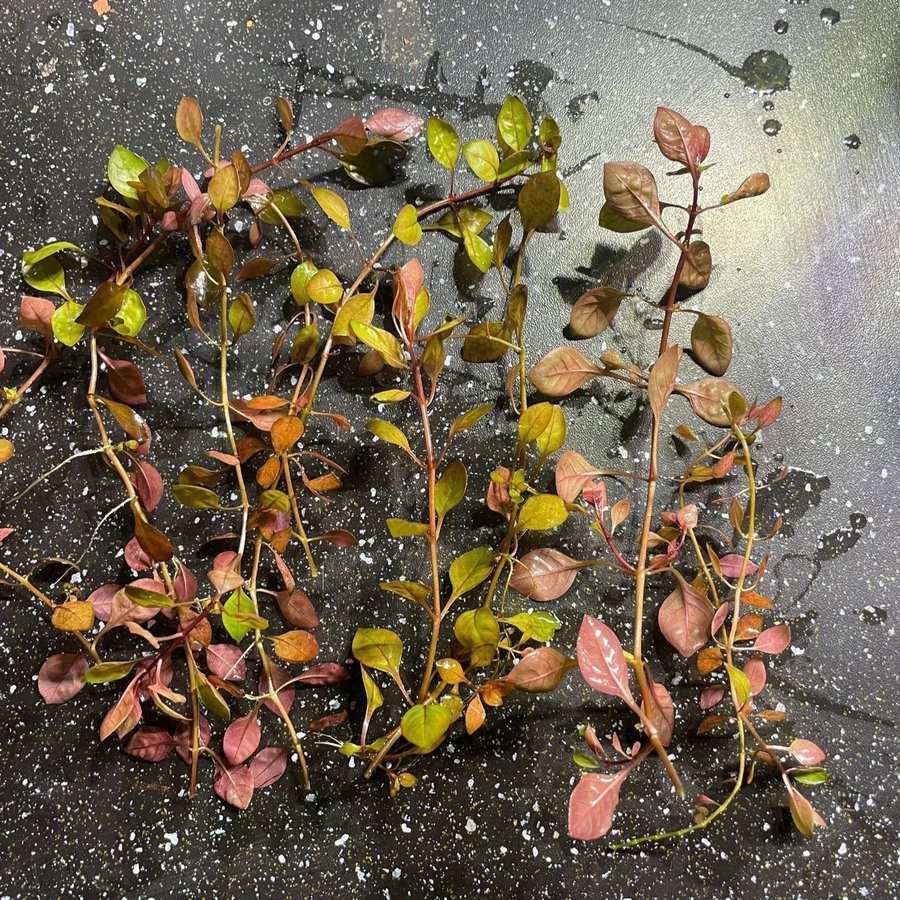 Akvarieväxt ludwigia palustris ”super red” 10 skott