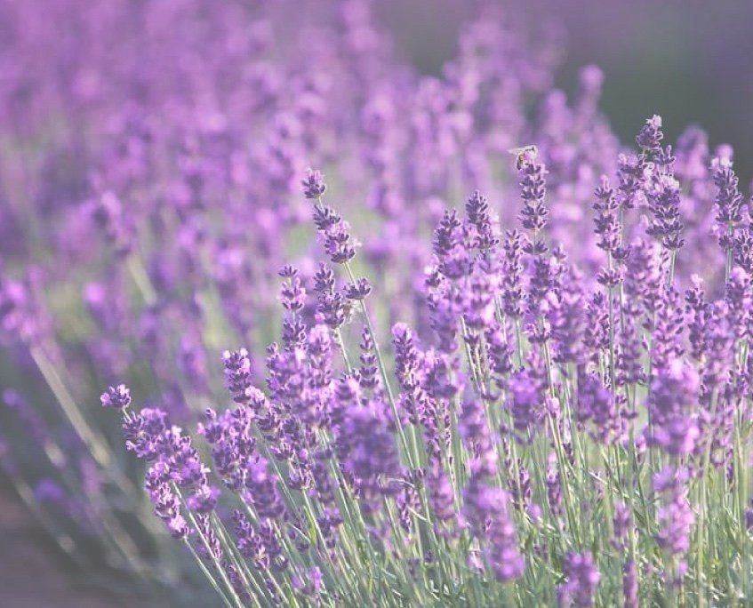 Lavendel hidcote 20x frö