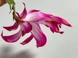 Schlumbergera ''Izzie'',orotad stickling.Ovanlig sort!