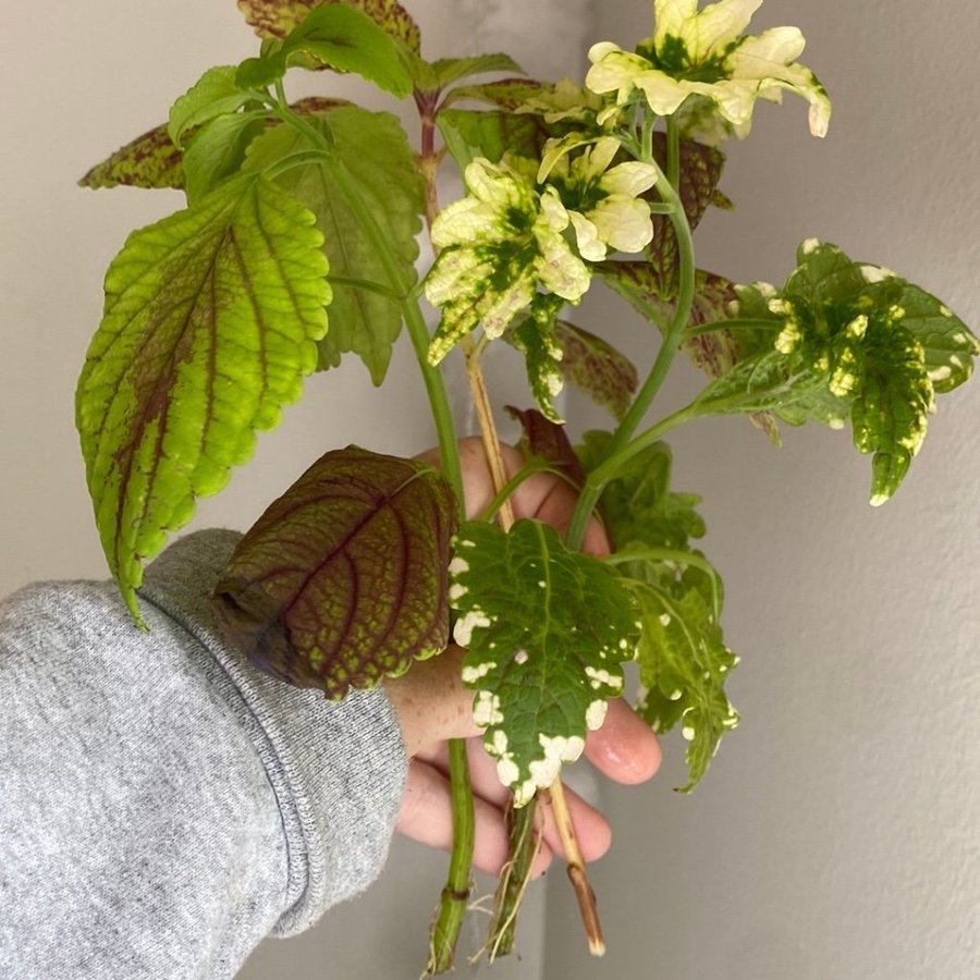 BIPOLAR BIGOLLY + SUMMER MEADOW + GILDA GUL SPORT *palettblad*coleus*