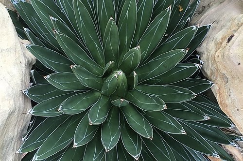 Agave victoriae reginae 3-frö