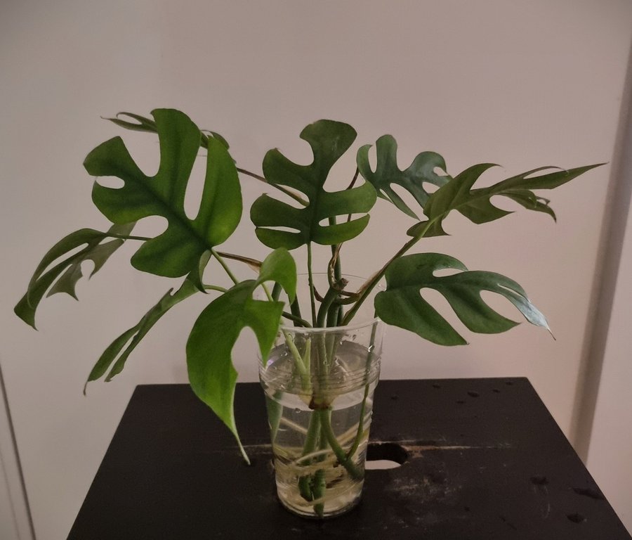 Monstera Minima - Philodendron Minima, 3 sticklingar