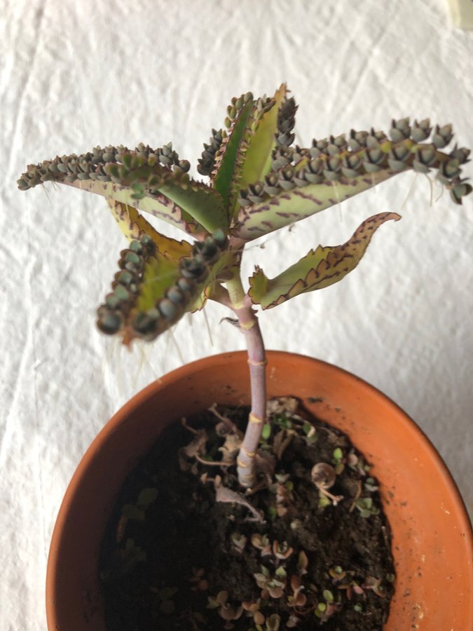 Livsblad, tusenmoder: 3 små plantor (Kalanchoe resp. Bryophyllum)