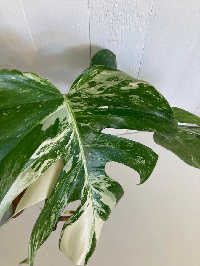 Monstera Albo