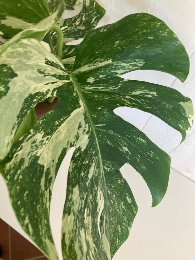 Monstera Albo