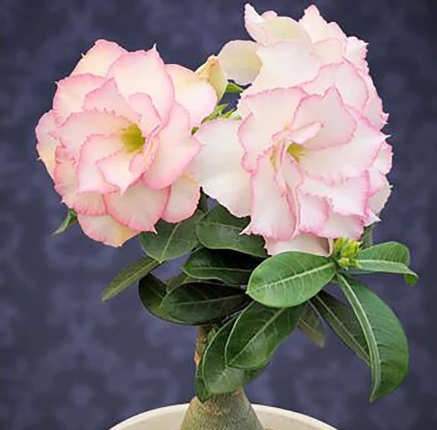 Adenium obesum tre frön