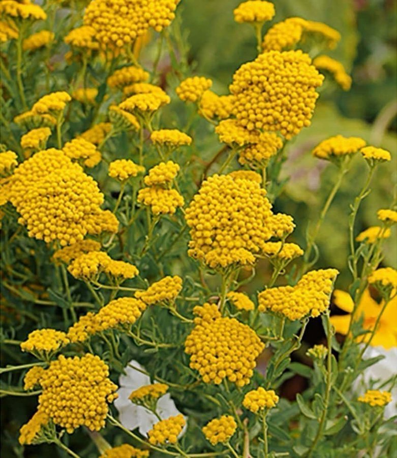 Sista ! Doftande Röllika (Achillea ageratum)