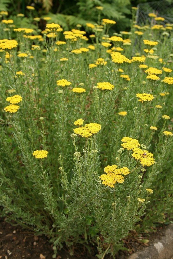 Sista ! Doftande Röllika (Achillea ageratum)