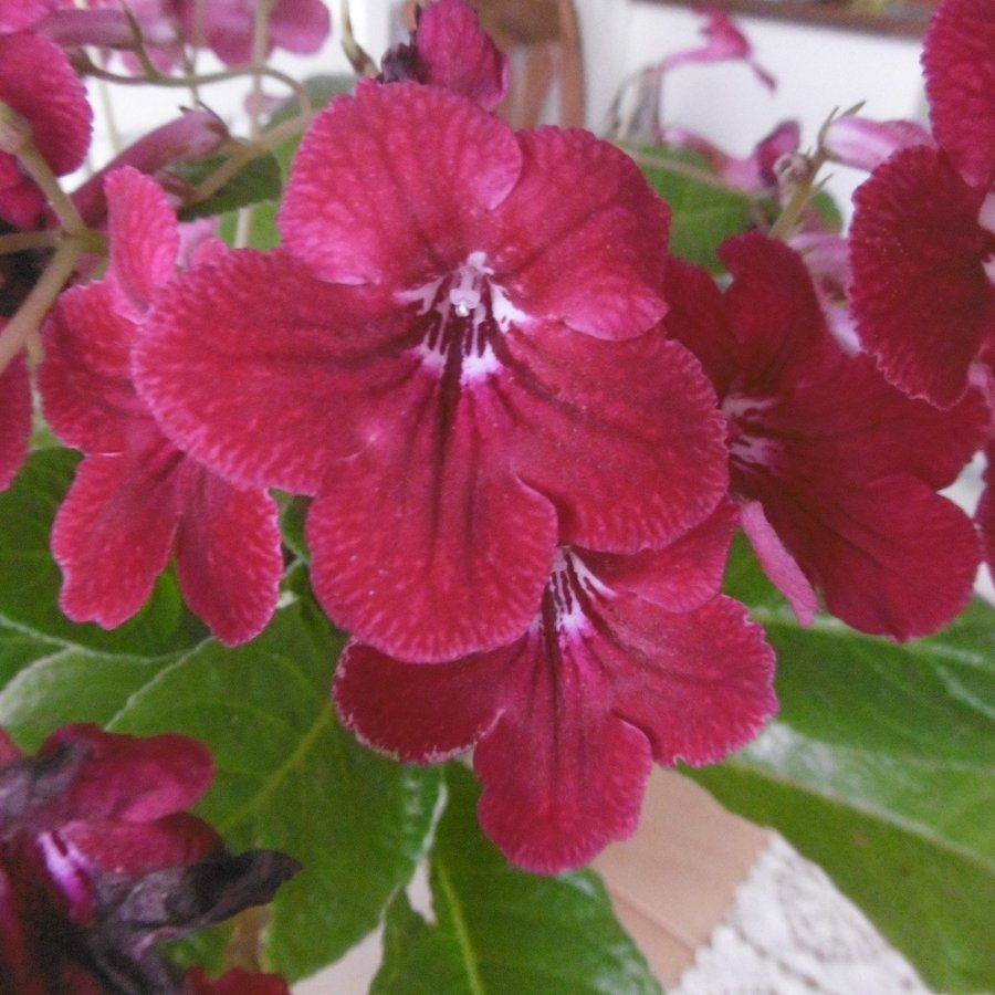 Streptocarpus Patricia - bladförökad planta