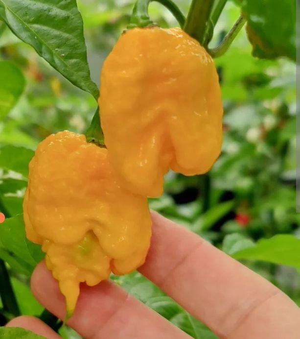 Gul Carolina Reaper Chili frö