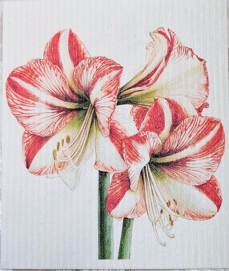 Disktrasa wettex duk med tryck Amaryllis blomma Christmas Jul