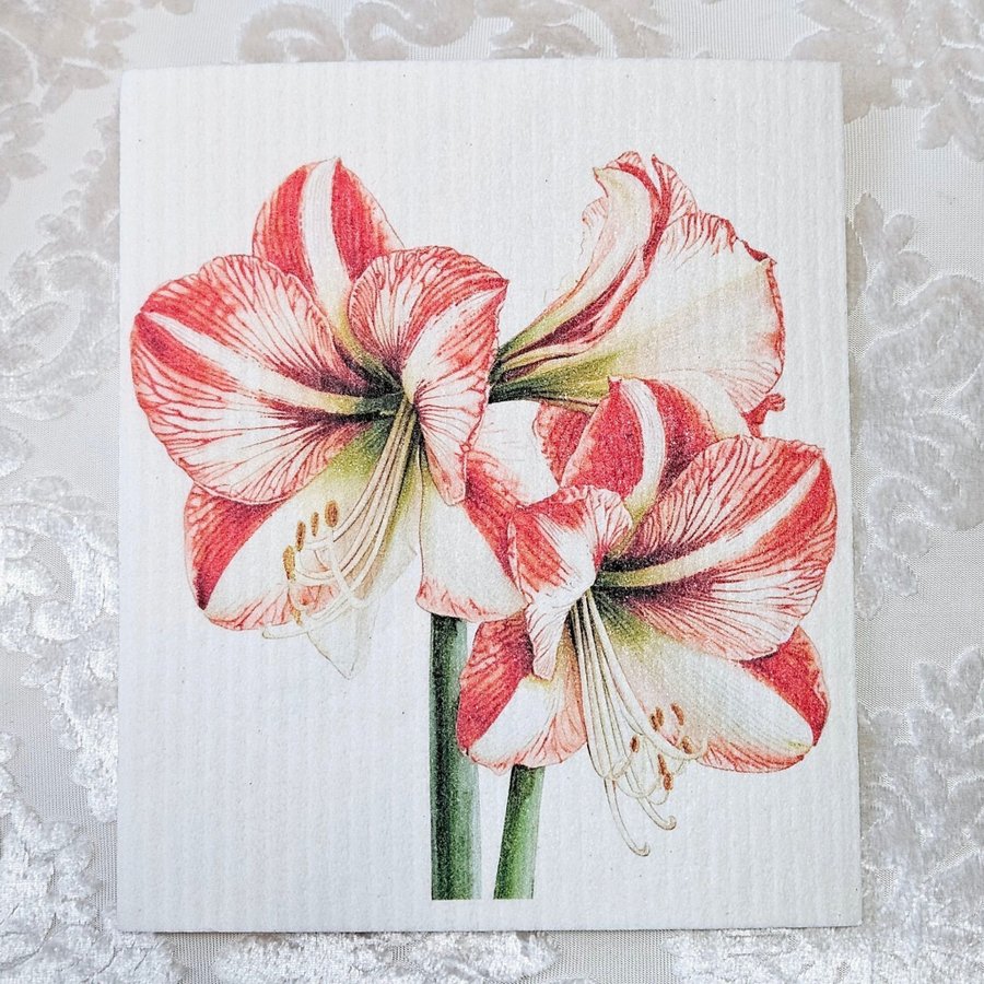 Disktrasa wettex duk med tryck Amaryllis blomma Christmas Jul