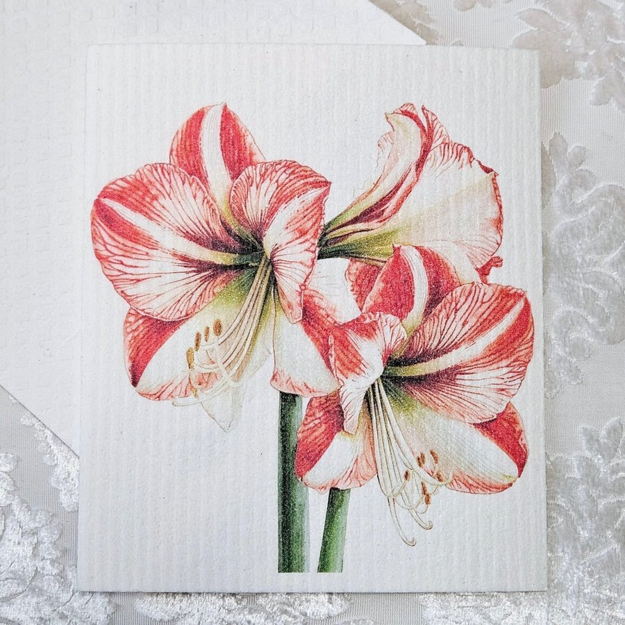 Disktrasa wettex duk med tryck Amaryllis blomma Christmas Jul