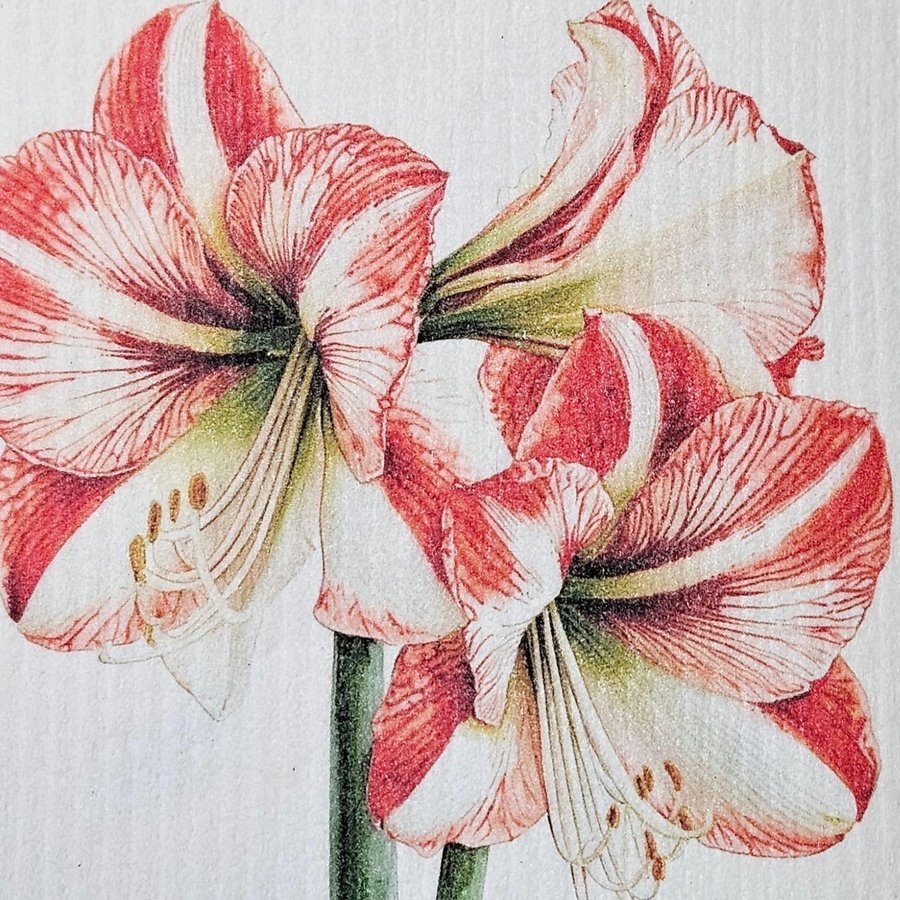 Disktrasa wettex duk med tryck Amaryllis blomma Christmas Jul