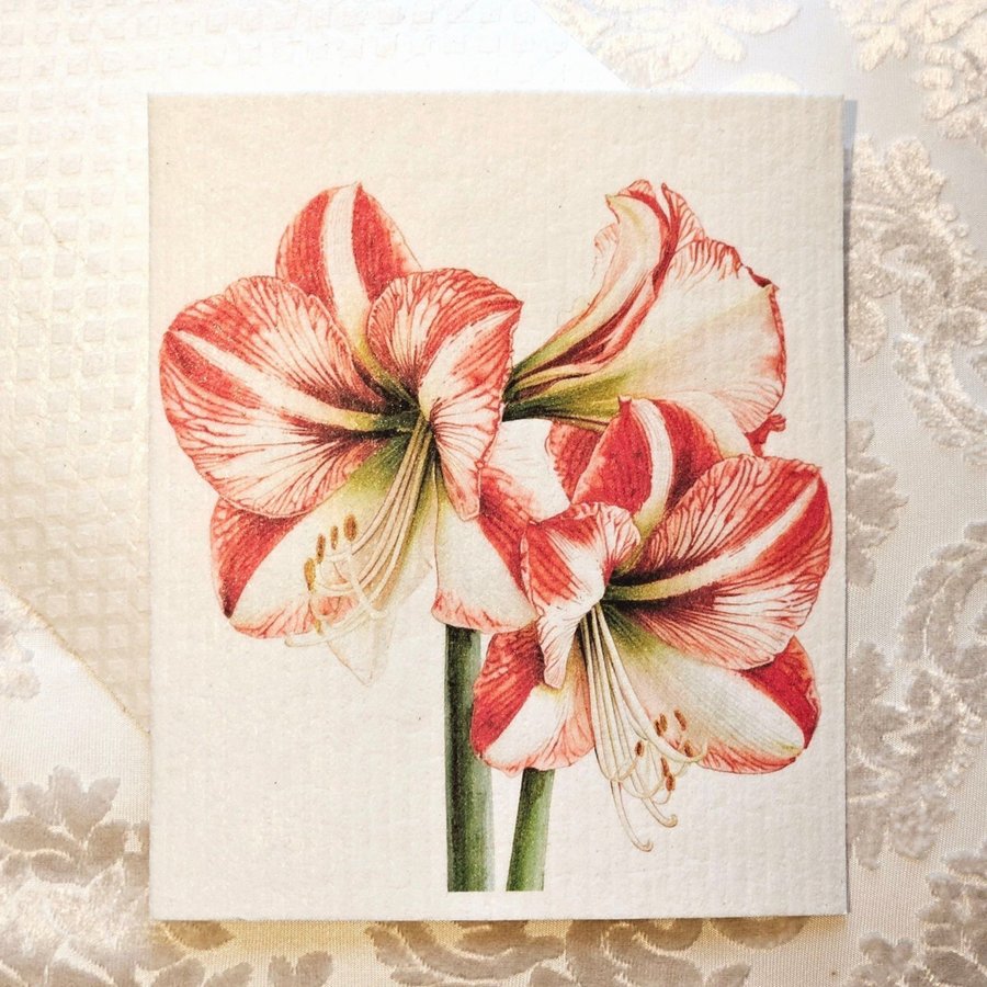 Disktrasa wettex duk med tryck Amaryllis blomma Christmas Jul