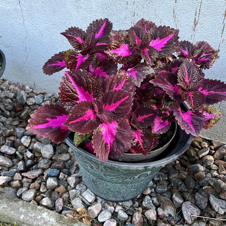 Palettblad China Rose