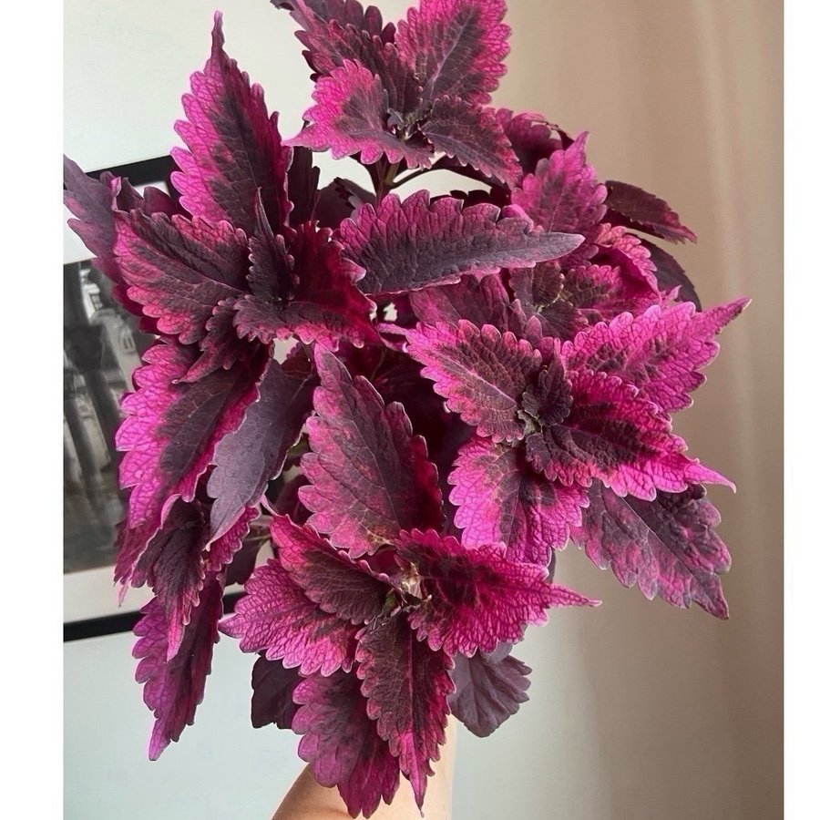 Palettblad/Coleus NN JEA rotad + knopp