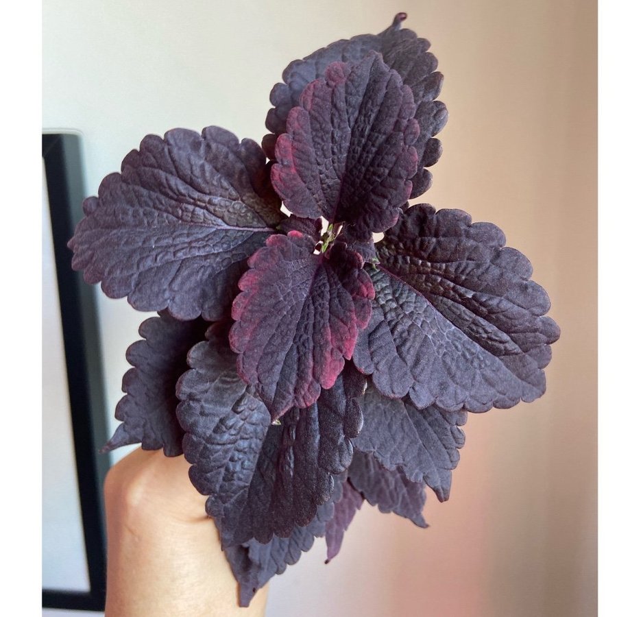 Palettblad/Coleus NN JEA rotad + knopp