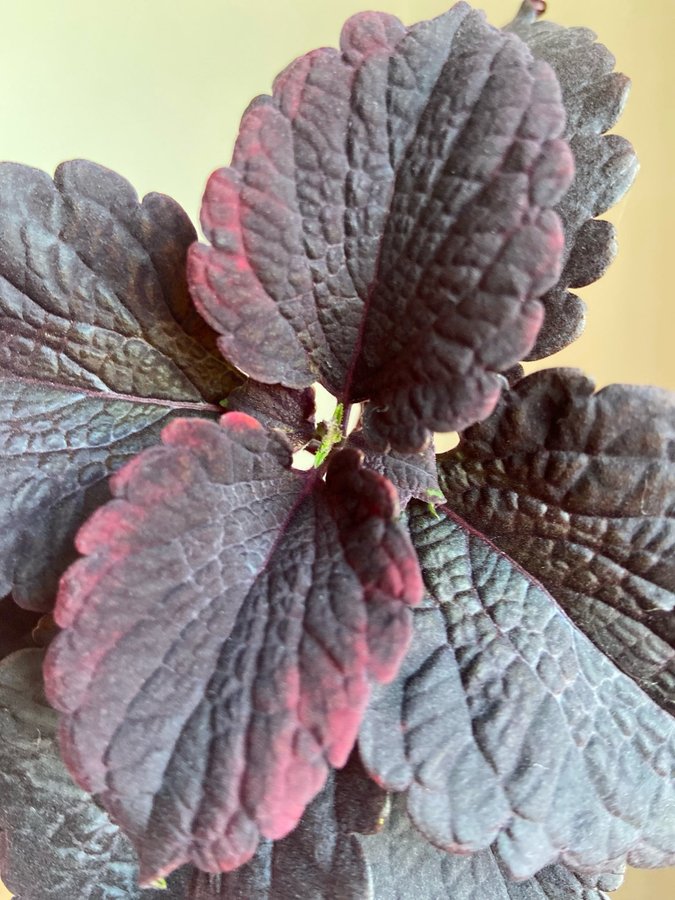 Palettblad/Coleus NN JEA rotad + knopp