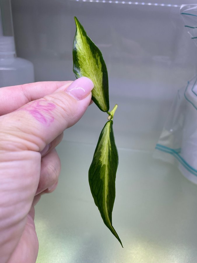 Hoya polyneura variegata