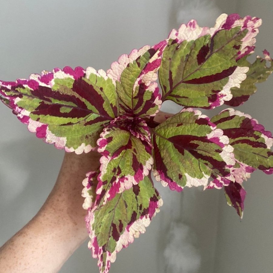 ANNA *palettblad*coleus*