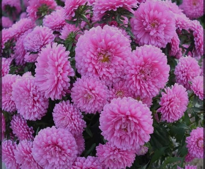 18 st frö till rosa Aster