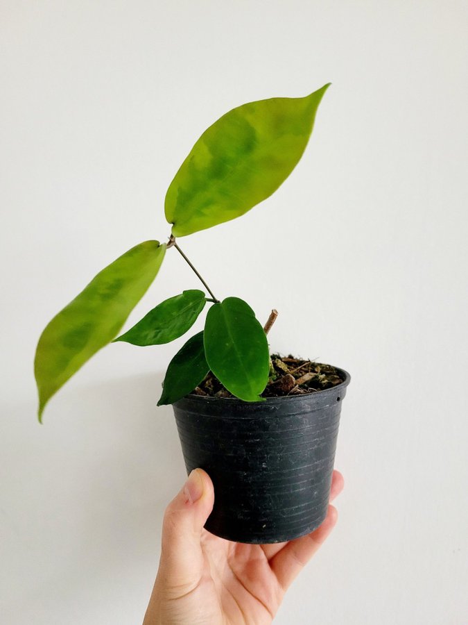 Hoya MEGALASTER - rotad planta