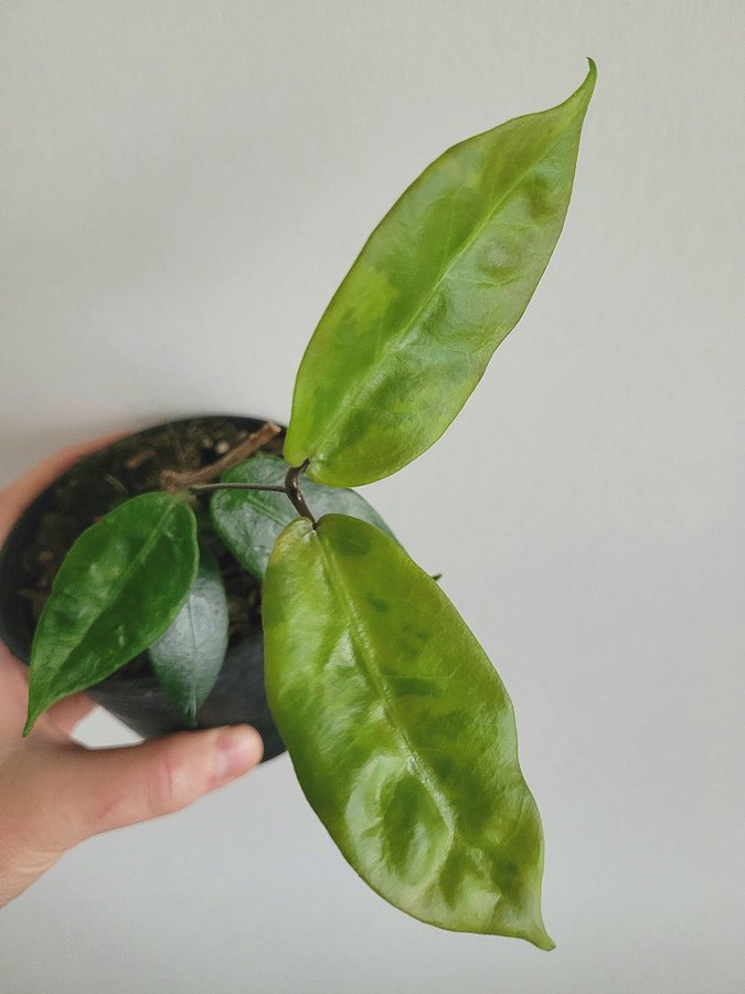 Hoya MEGALASTER - rotad planta