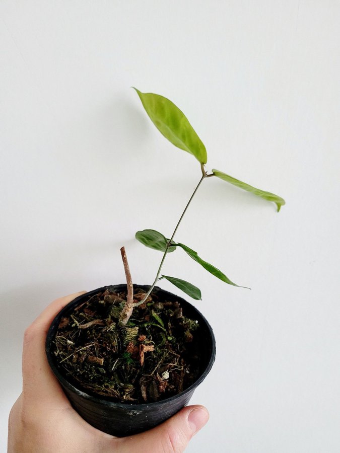 Hoya MEGALASTER - rotad planta