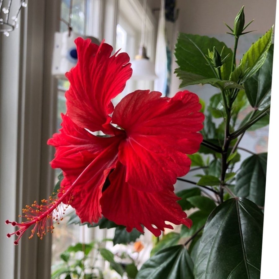 Hibiscus -fjärilshibiskus