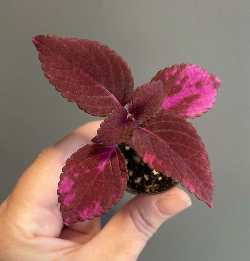 Haines stickling palettblad coleus