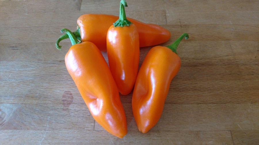 Orange mini paprika 10 frön