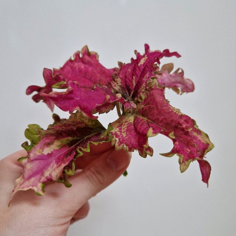 Palettblad/coleus • NN CHARLIE • stickling