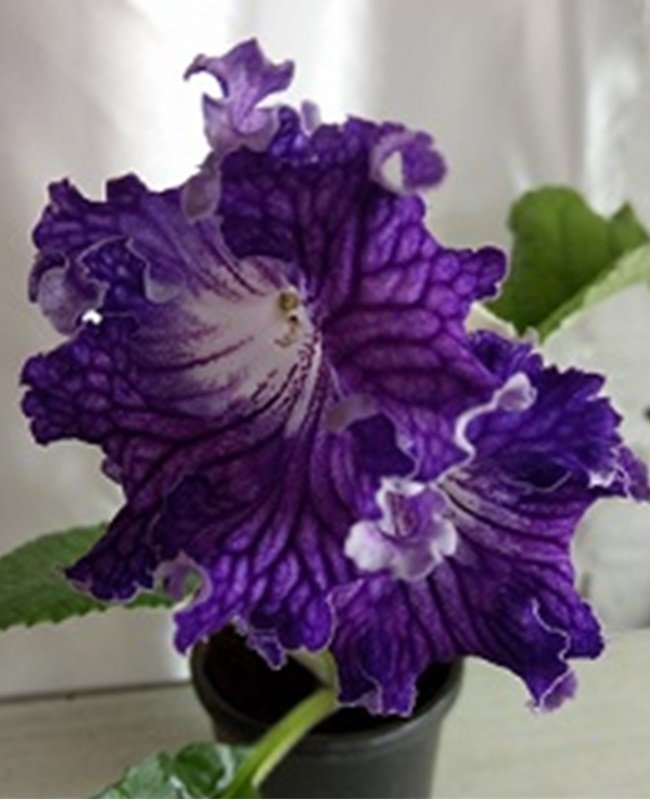 Streptocarpus Dem-Wave en ung planta med knoppar bild 2