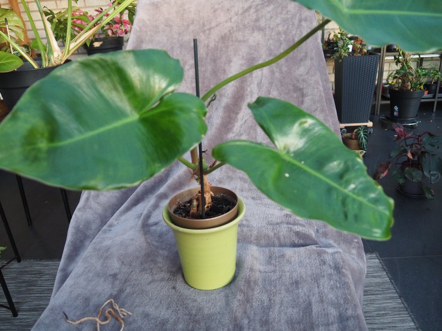 Philodendron Burle Marx Variegata planta