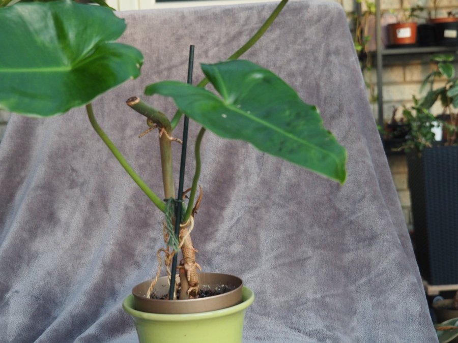 Philodendron Burle Marx Variegata planta