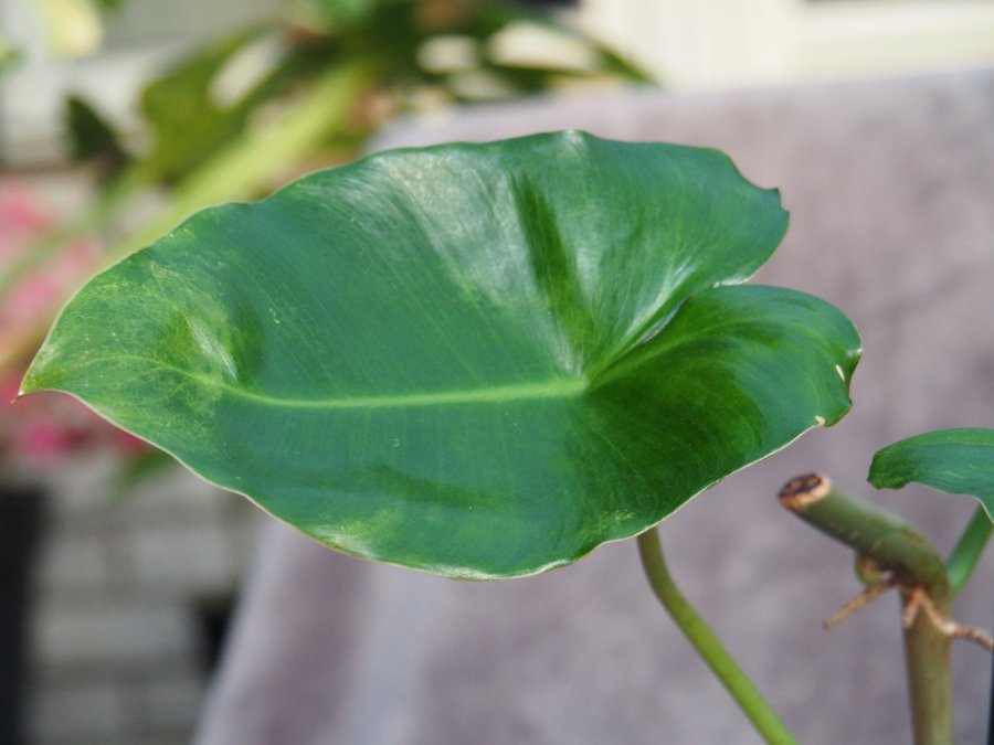 Philodendron Burle Marx Variegata planta