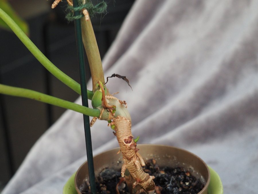 Philodendron Burle Marx Variegata planta