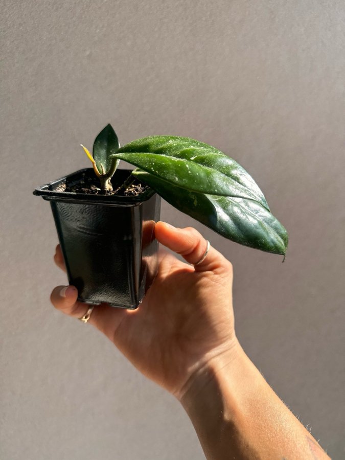 Hoya Carnosa Porslinsblomma välrotad stickling