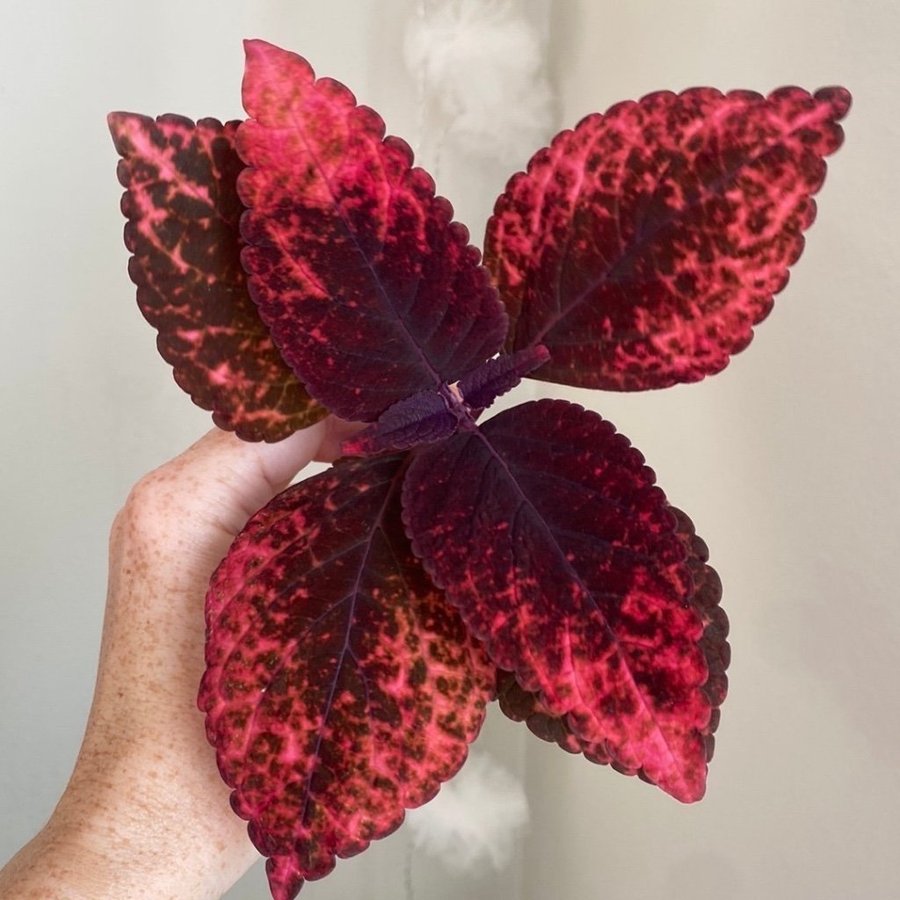 Rotad MARIPOSA *palettblad*coleus*