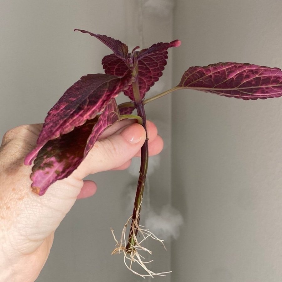 Rotad MARIPOSA *palettblad*coleus*