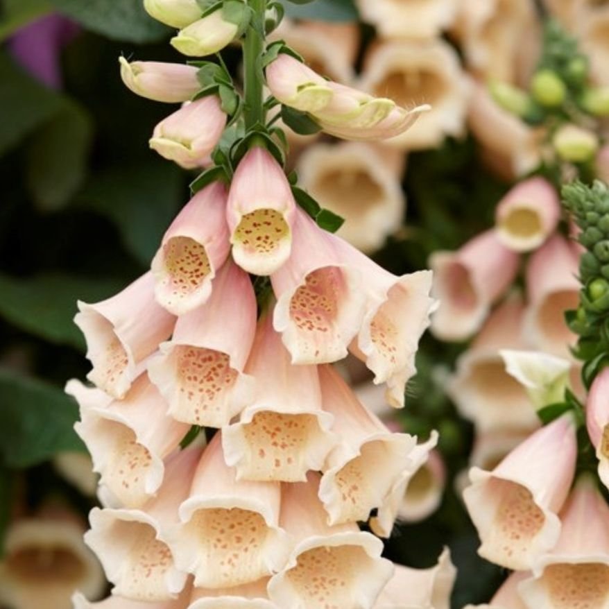 Fingerborgsblomma flerårig bi/humle växt Ratas av Snigel Rådjur Hare