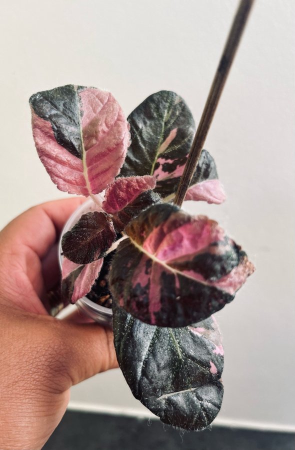 Episcia Ember Lace