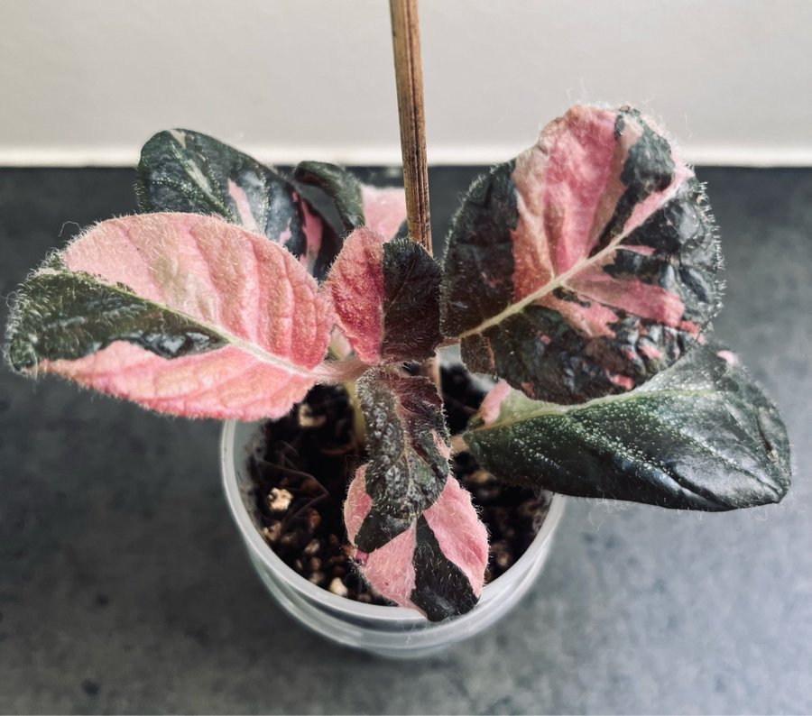 Episcia Ember Lace