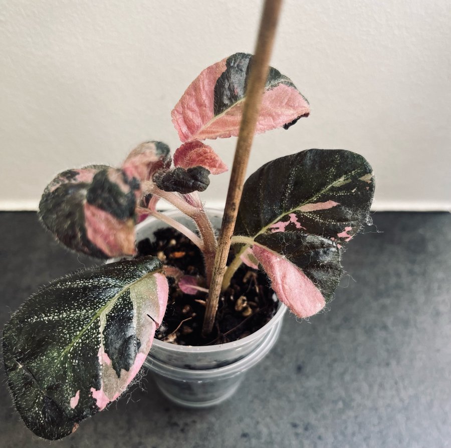 Episcia Ember Lace