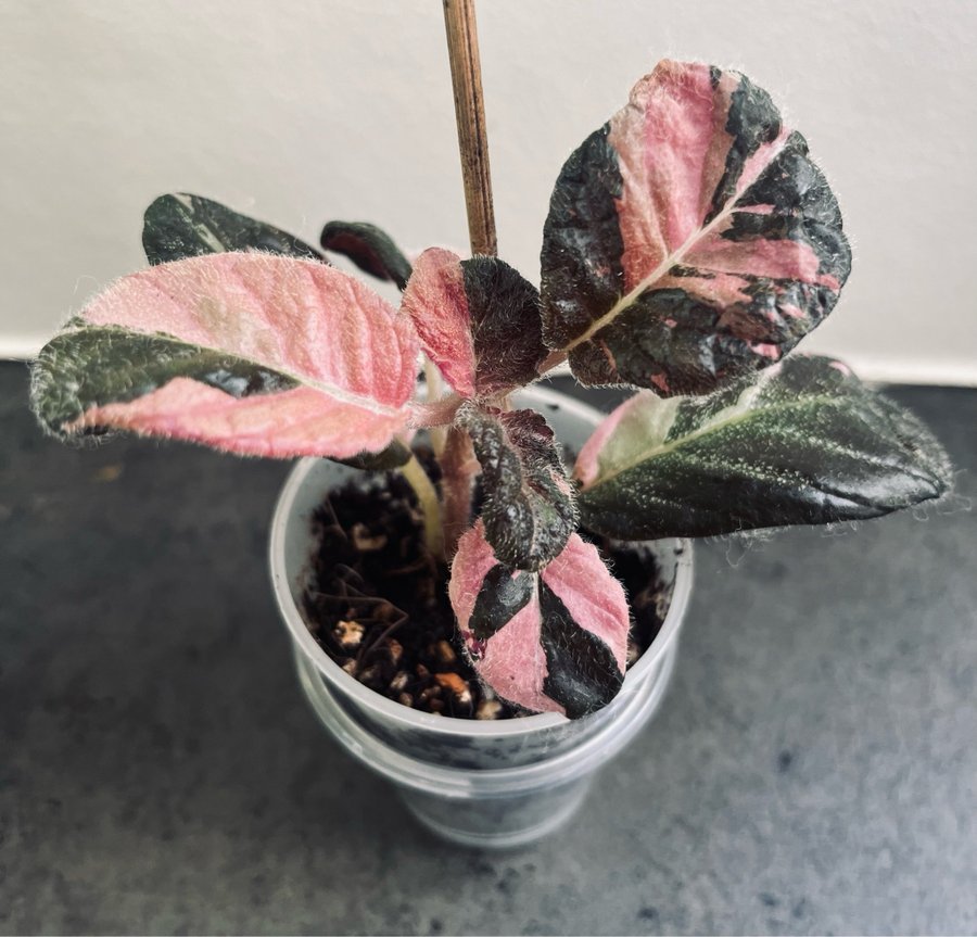 Episcia Ember Lace