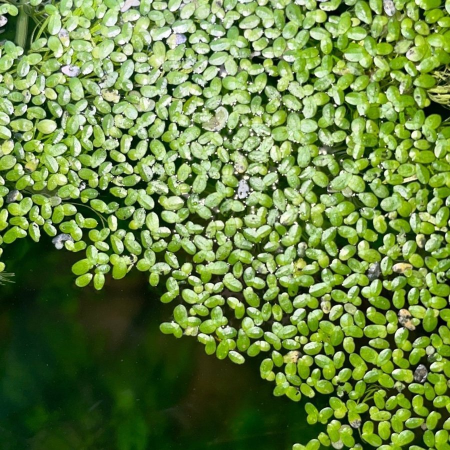 Flytande Akvarieväxt (Garnelio - Andmat - Lemna minor)