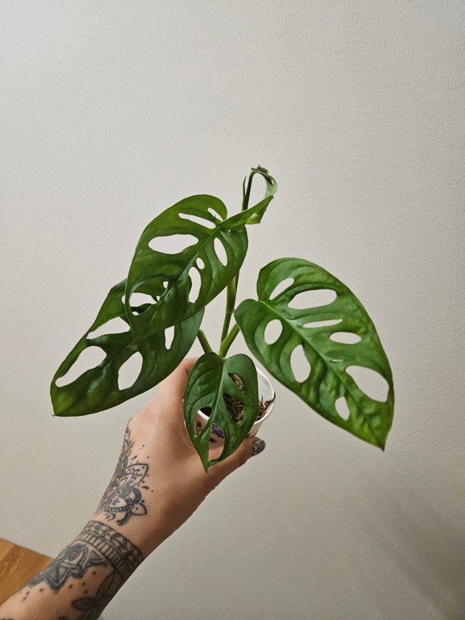 MONSTERA MONKY MASK