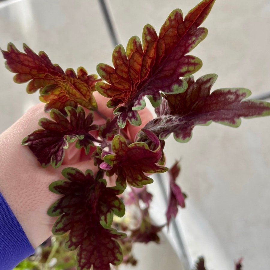 Sticklingar 2st Palettblad Coleus Theatre Velvet